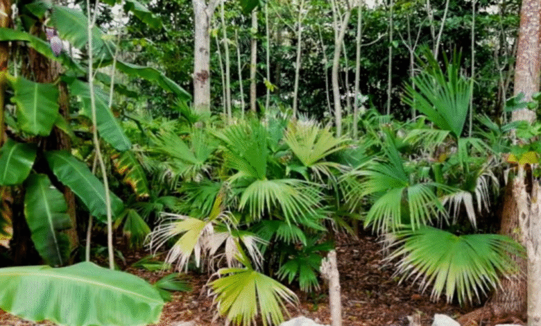 impulsan el cultivo de palma jipi en yucatán para fortalecer a los artesanos de campeche