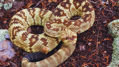 jardinero es mordido por una serpiente de cascabel en conkal, yucatán