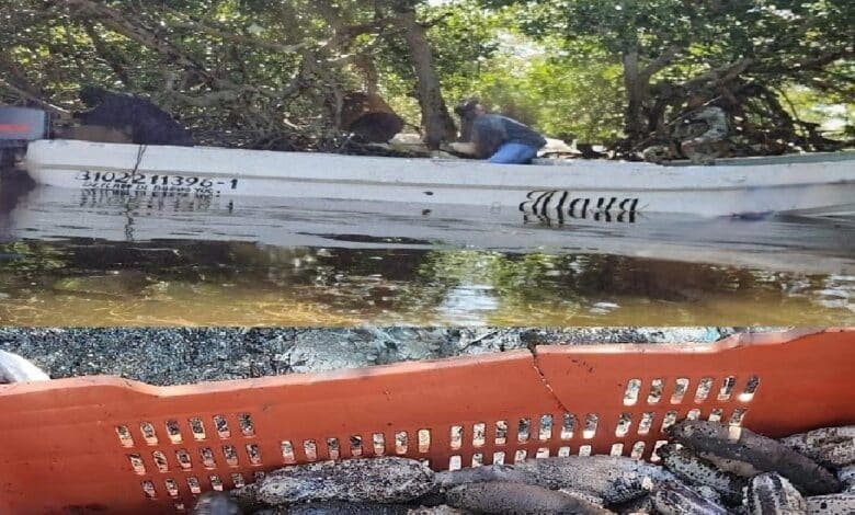 Desmantelan ‘sancochadero’ de pepino de mar en Yucatán