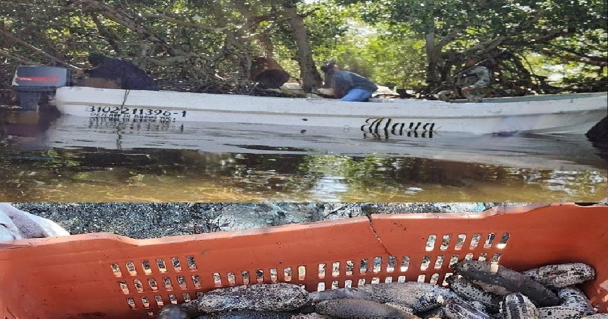 Desmantelan ‘sancochadero’ de pepino de mar en Yucatán