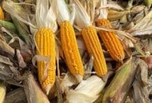 El maíz en Yucatán: tradición, producción y consumo local