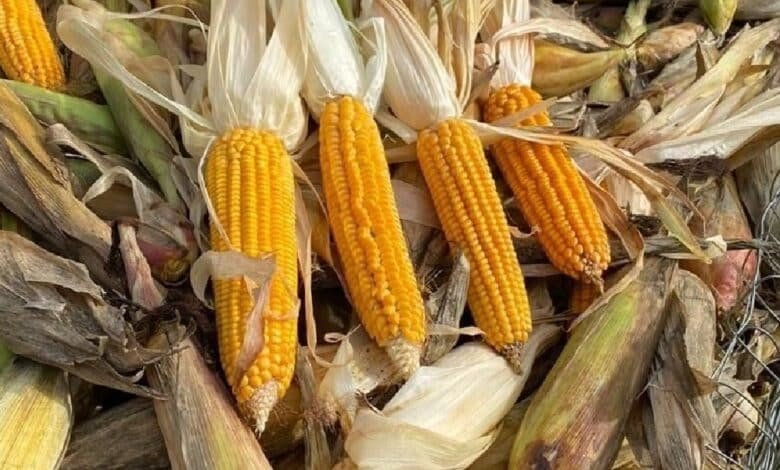 El maíz en Yucatán: tradición, producción y consumo local