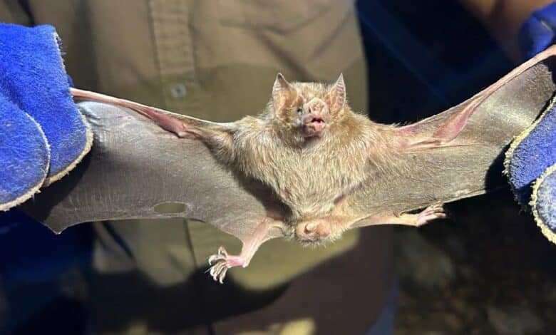 Yucatán refuerza control responsable del murciélago hematófago