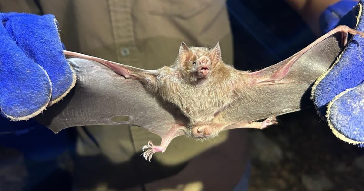 Yucatán refuerza control responsable del murciélago hematófago