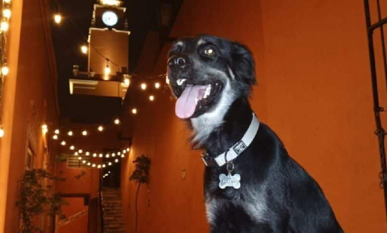 Kalimán, el perrito que es director de Apoyo Emocional del ayuntamiento de Mérida