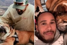 Roscoe Hamilton, ha fallecido el perrito del piloto de Fórmula 1 (Fotos de internet)