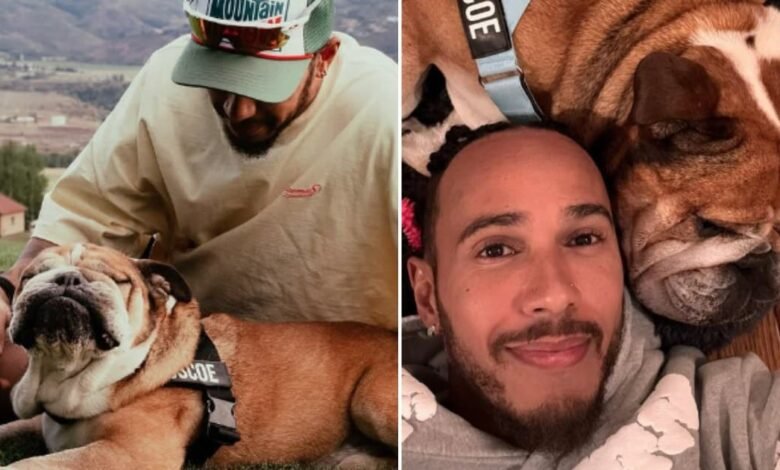 Roscoe Hamilton, ha fallecido el perrito del piloto de Fórmula 1 (Fotos de internet)