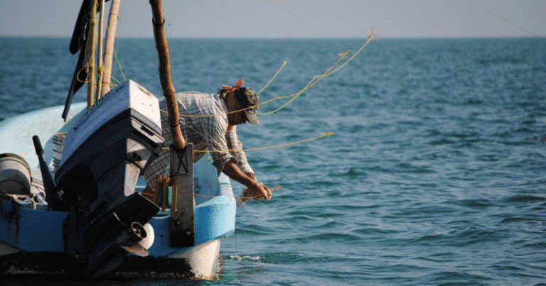 pesca de pulpo en yucatán alcanza 3 mil 500 toneladas y se perfila a meta histórica