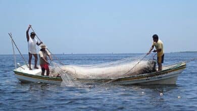 Pesca en Yucatán revive esta temporada