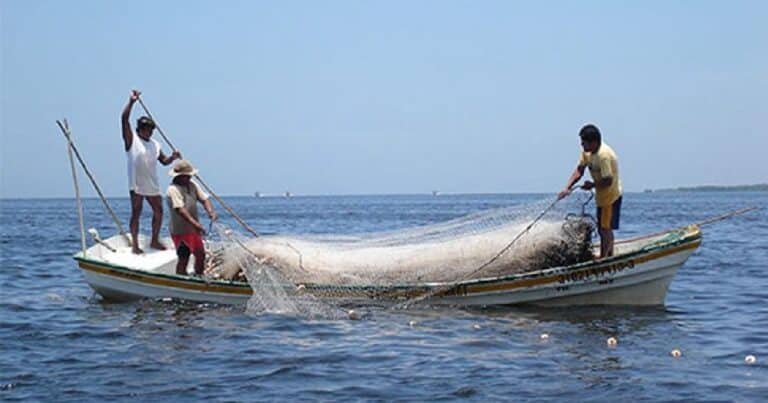 Pesca en Yucatán revive esta temporada