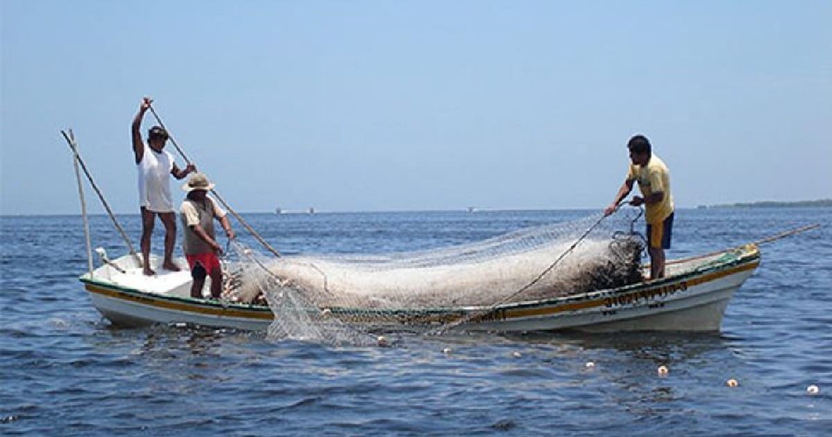 Pesca en Yucatán revive esta temporada