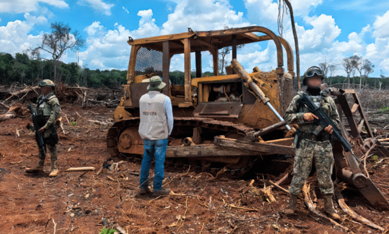 profepa clausura predios menonitas en yucatán por devastar hectáreas de selva