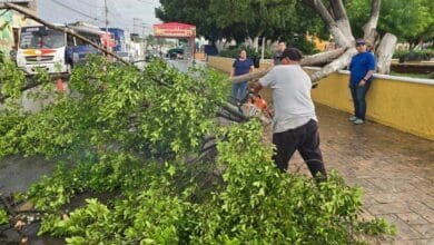 Protección Civil de Kanasín atiende reportes por caída de árboles tras lluvias