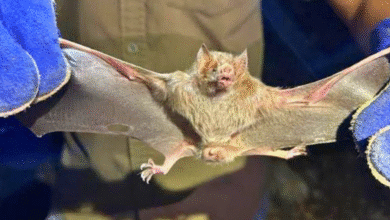 recomendaciones en yucatán para convivir con animales silvestres de forma segura