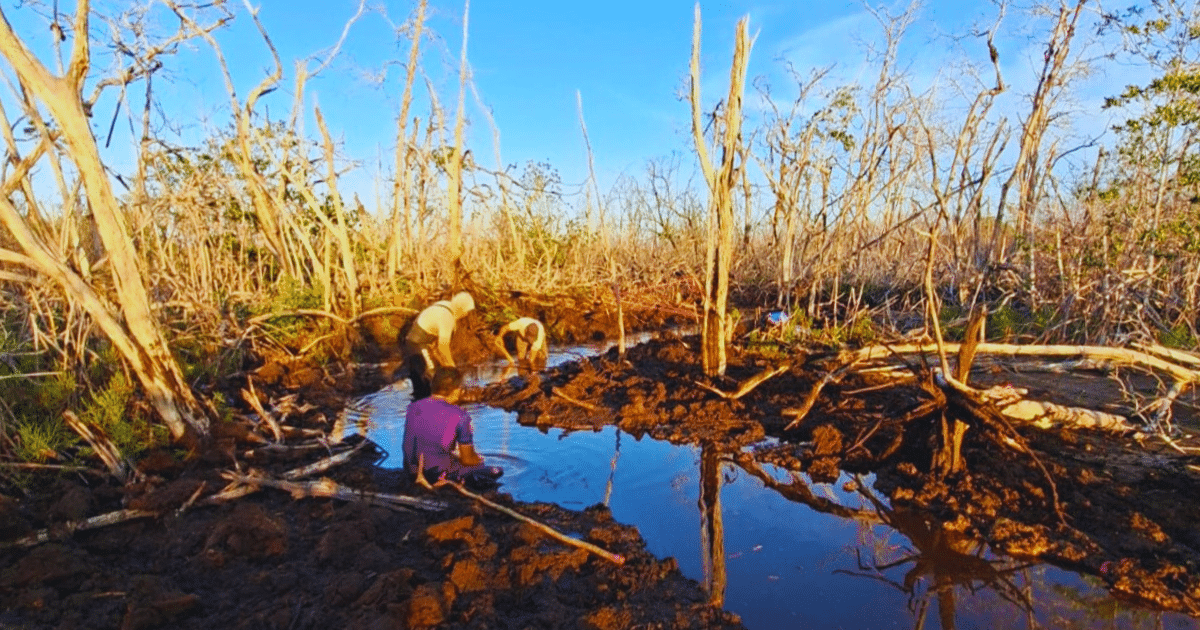 restauran 30 hectáreas de manglar en la reserva de la biósfera ría lagartos, en yucatán