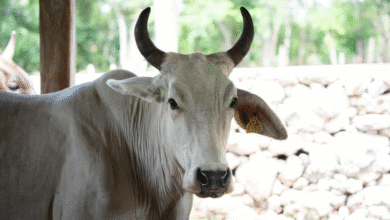 seder brinda atención gratuita para proteger el hato ganadero en yucatán