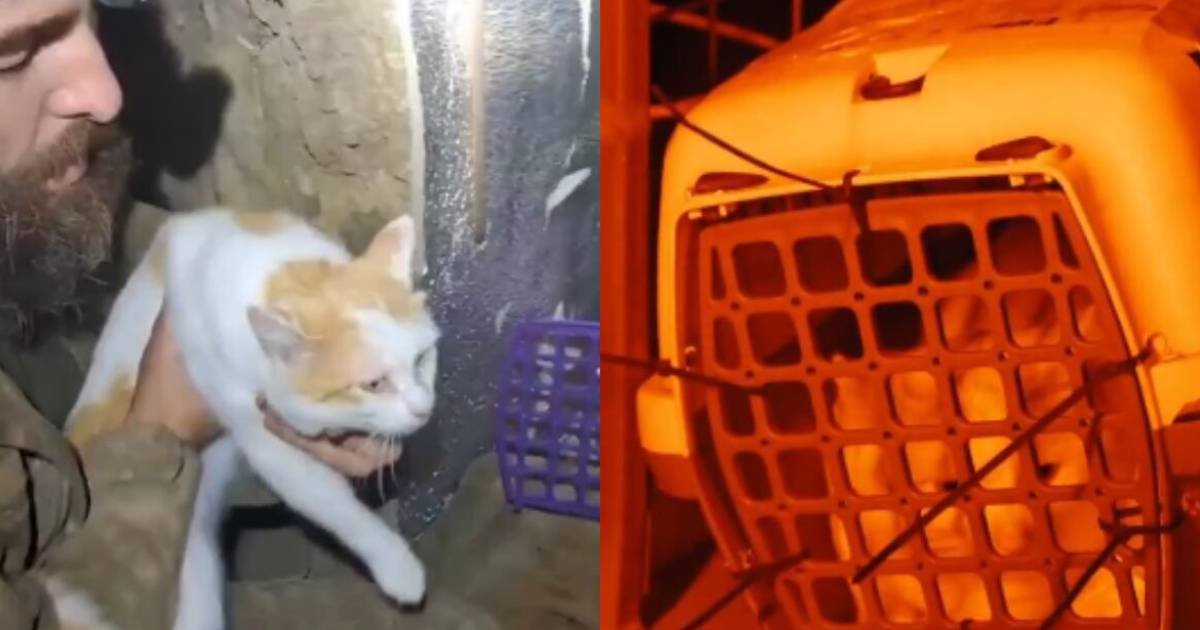 Soldados ucranianos rescatan a gato con ayuda de un robot
