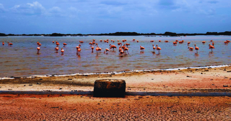 suman voces en yucatán para enfrentar el cambio climático