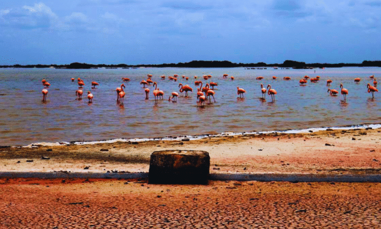 suman voces en yucatán para enfrentar el cambio climático