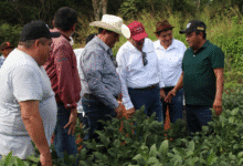 tekax consolida producción de soya huasteca gracias a programa probien