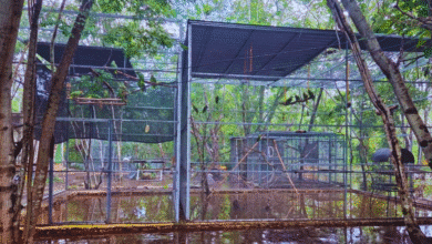 yucatán lluvias destruyen refugio de loros en mérida