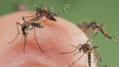 yucatán registra descenso de casos de dengue y se ubica entre los 10 estados con menor incidencia