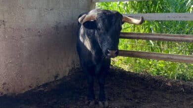 yucatán se mantiene en alerta sanitaria por gusano barrenador
