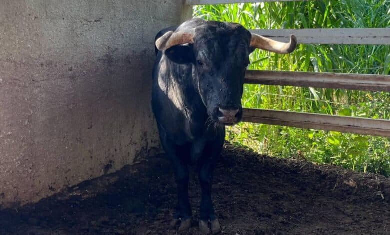 yucatán se mantiene en alerta sanitaria por gusano barrenador