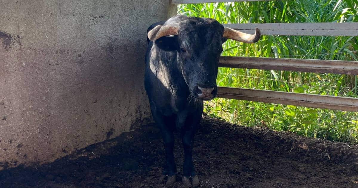 yucatán se mantiene en alerta sanitaria por gusano barrenador