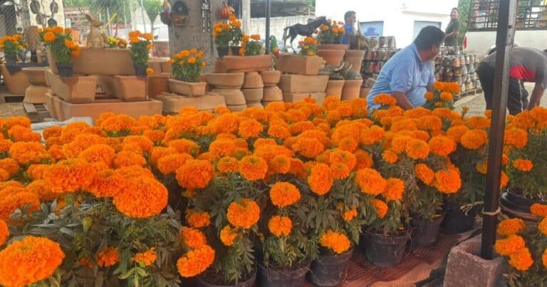 Cempasúchil conquista las calles de Mérida