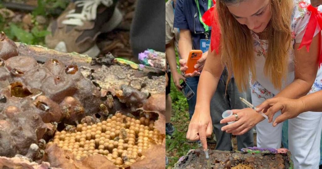 alcaldesa de mérida, cecilia patrón laviada impulsa preservación de la meliponicultura en chablekal (2)