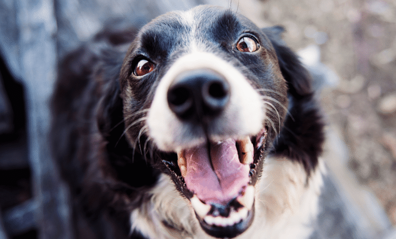Algunos perros podrían ser “adictos a la pelota”, advierte la ciencia