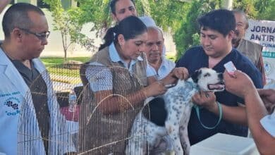 Gobierno del Estado refuerza campañas gratuitas de esterilización y vacunación