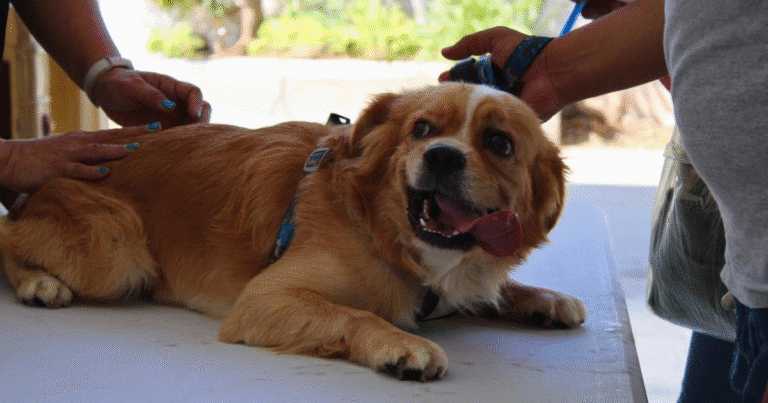 ayuntamiento de mérida reforzará regulación de criaderos de perros