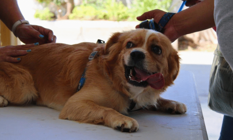 ayuntamiento de mérida reforzará regulación de criaderos de perros
