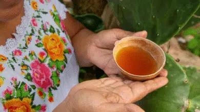 balché, la bebida ancestral maya que aún se consume en yucatán