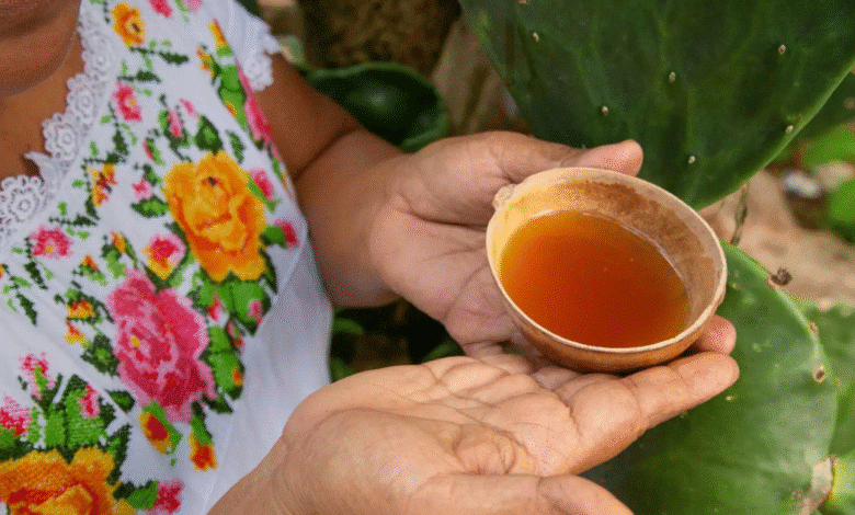 balché, la bebida ancestral maya que aún se consume en yucatán
