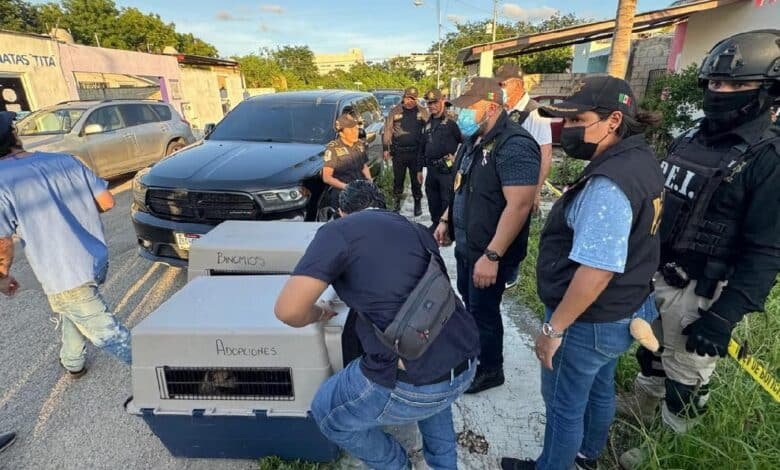 Rescatan a ocho perros víctimas de maltrato en vivienda de Sol Caucel