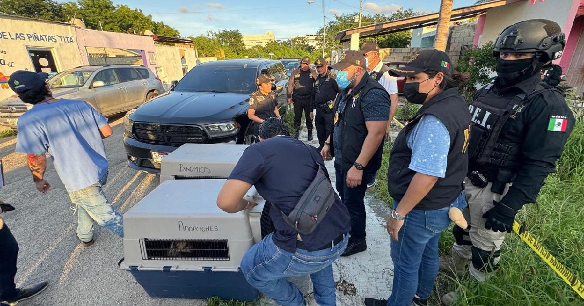 Rescatan a ocho perros víctimas de maltrato en vivienda de Sol Caucel