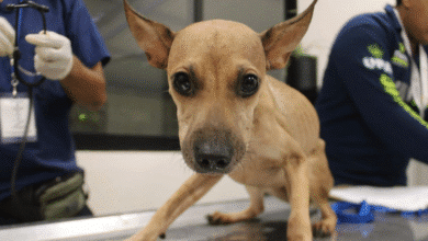 ciudadanos podrán capacitarse y unirse a la esterilización masiva de animales en situación de calle en mérida