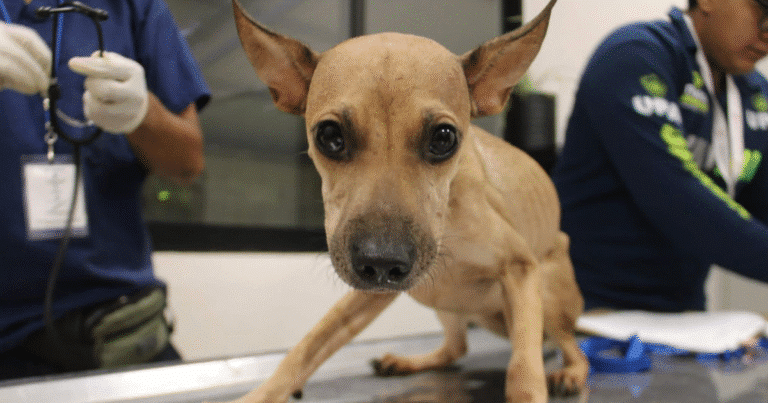 ciudadanos podrán capacitarse y unirse a la esterilización masiva de animales en situación de calle en mérida