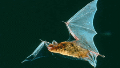 Descubren seis especies de murciélagos en América que brillan de color verde bajo luz ultravioleta
