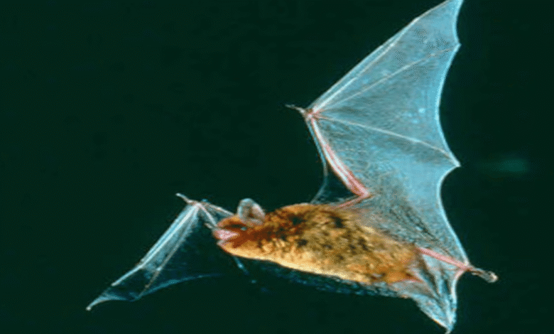 Descubren seis especies de murciélagos en América que brillan de color verde bajo luz ultravioleta