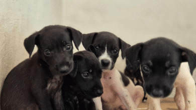 La Unidad de Control y Protección Animal invita a las familias a adoptar con responsabilidad y brindar una segunda oportunidad a 10 animalitos rescatados