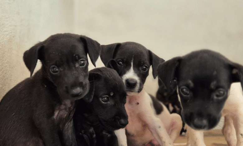 La Unidad de Control y Protección Animal invita a las familias a adoptar con responsabilidad y brindar una segunda oportunidad a 10 animalitos rescatados