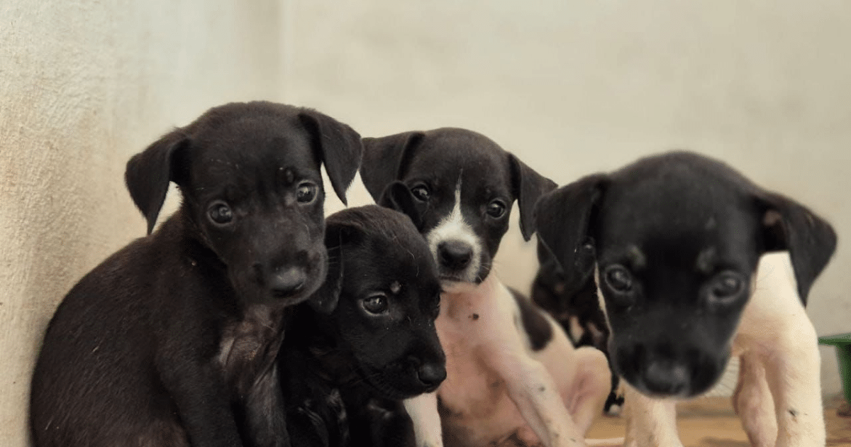 La Unidad de Control y Protección Animal invita a las familias a adoptar con responsabilidad y brindar una segunda oportunidad a 10 animalitos rescatados