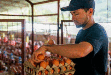 el 60% del huevo producido en yucatán se queda para consumo local