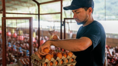 el 60% del huevo producido en yucatán se queda para consumo local