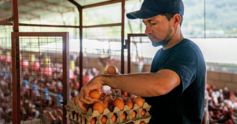 el 60% del huevo producido en yucatán se queda para consumo local