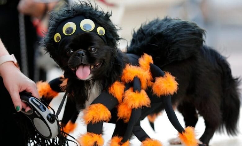 Tren Maya abre convocatoria en su concurso de mascotas en sus diferentes estaciones